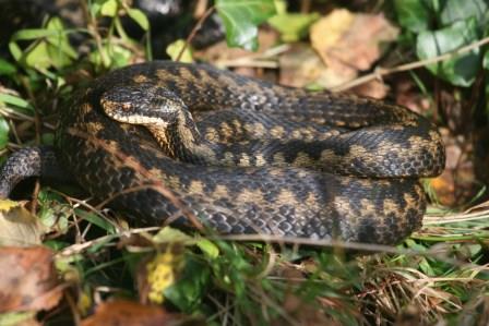 Adder by Terry Dunstan