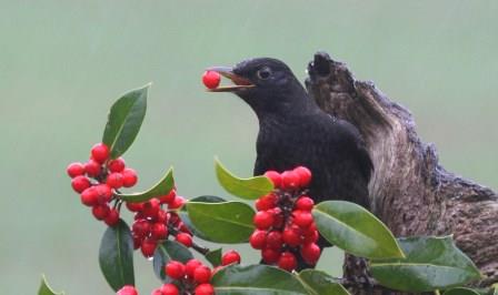 Blackbird eating red berries