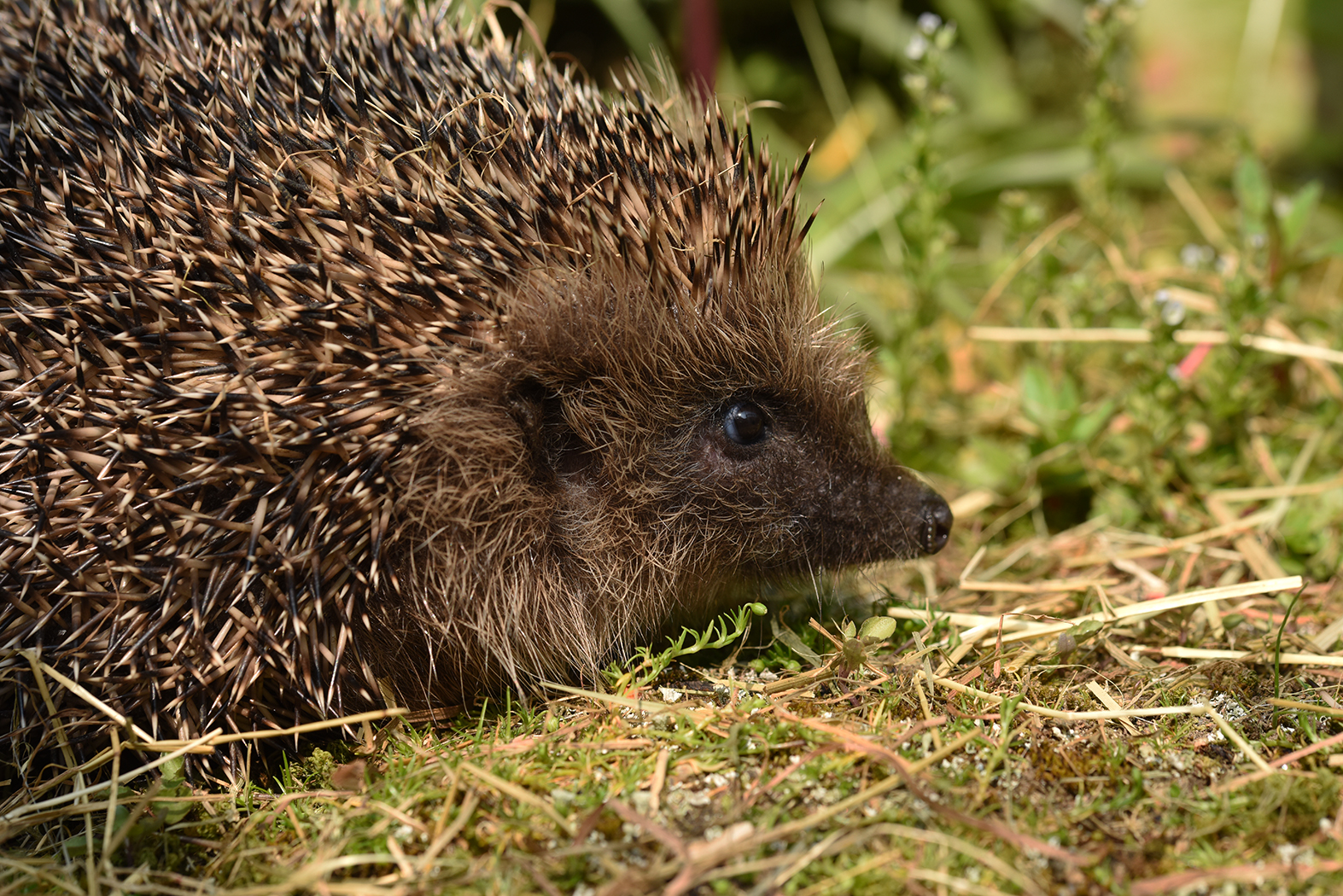 Hedgehog by David Lidstone