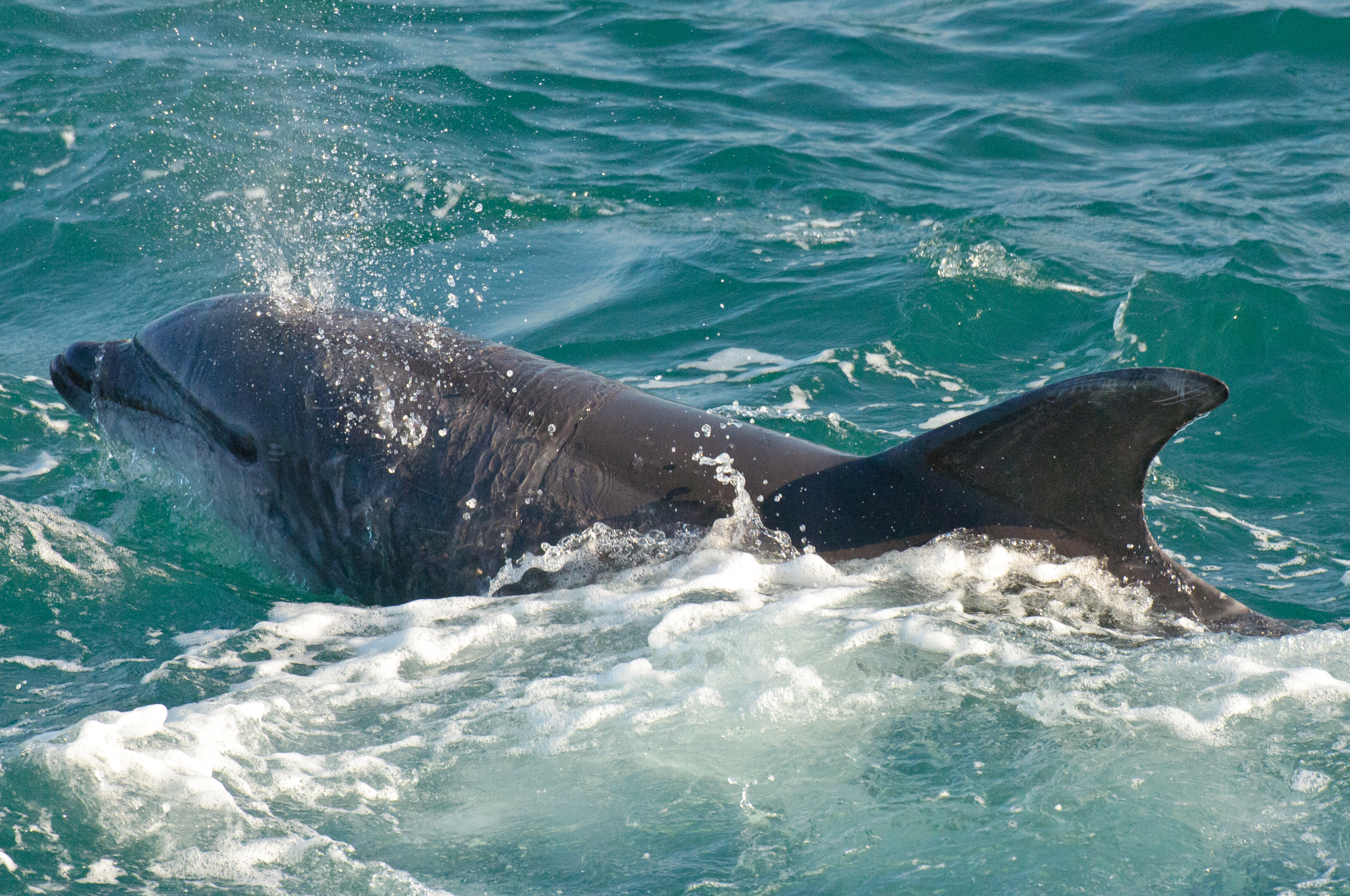 Bottlenose Dolphin by Dan Murphy