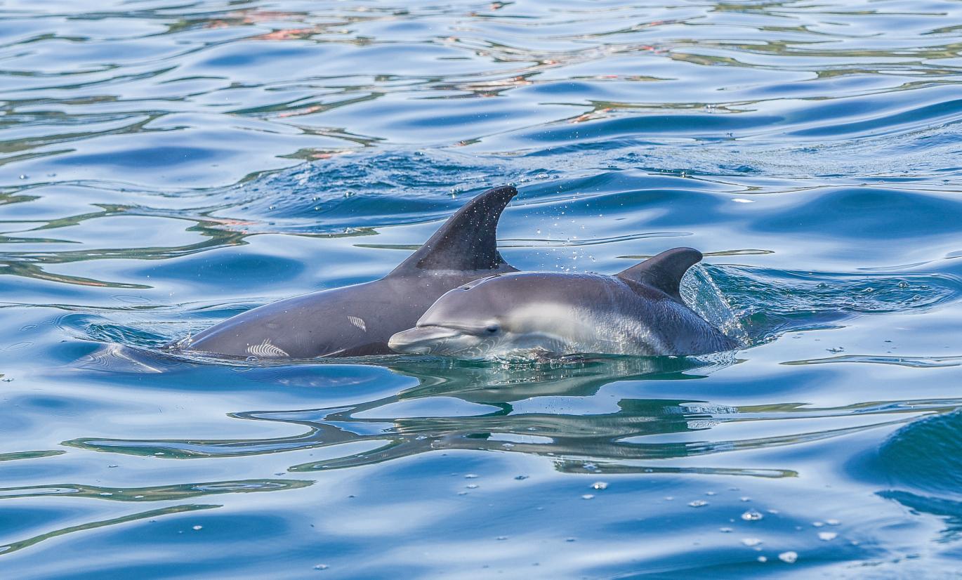 Common dolphins_2_WildlifePhotoComp2023_Alexandra Jordan