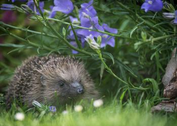 Hedgehog in bluebells by Dave Hudson Icon