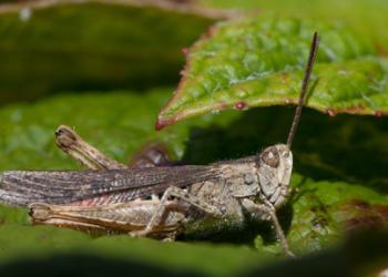 Field Grasshopper by Ian French