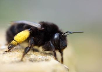 Anthophora plumipes Josh Baum
