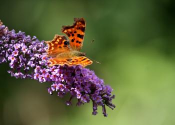 Comma butterfly by Terry Dunstan