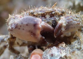 Hairy crab at Polzeath by Matt Slater
